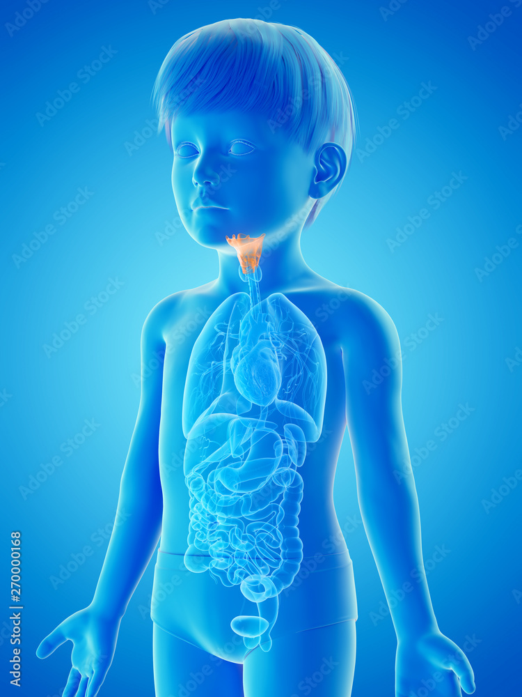 3d rendered medically accurate illustration of a childs larynx 3d rendered medically accurate illustration of a childs larynx