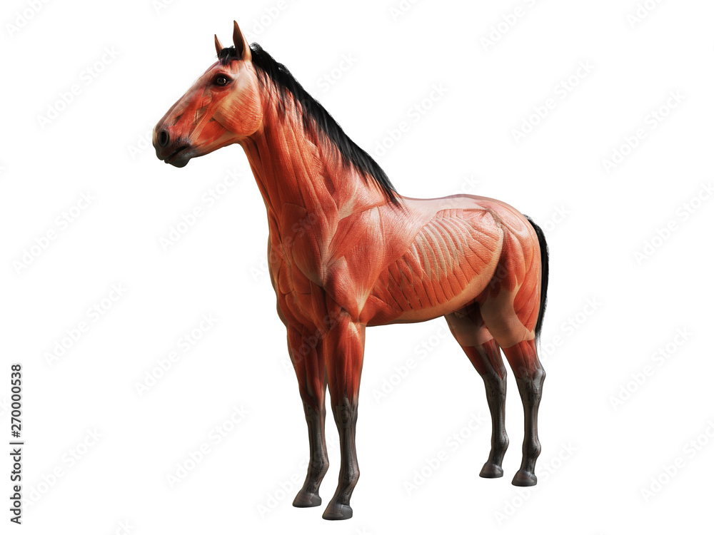 3d rendered medically accurate illustration of the horse anatomy - muscles