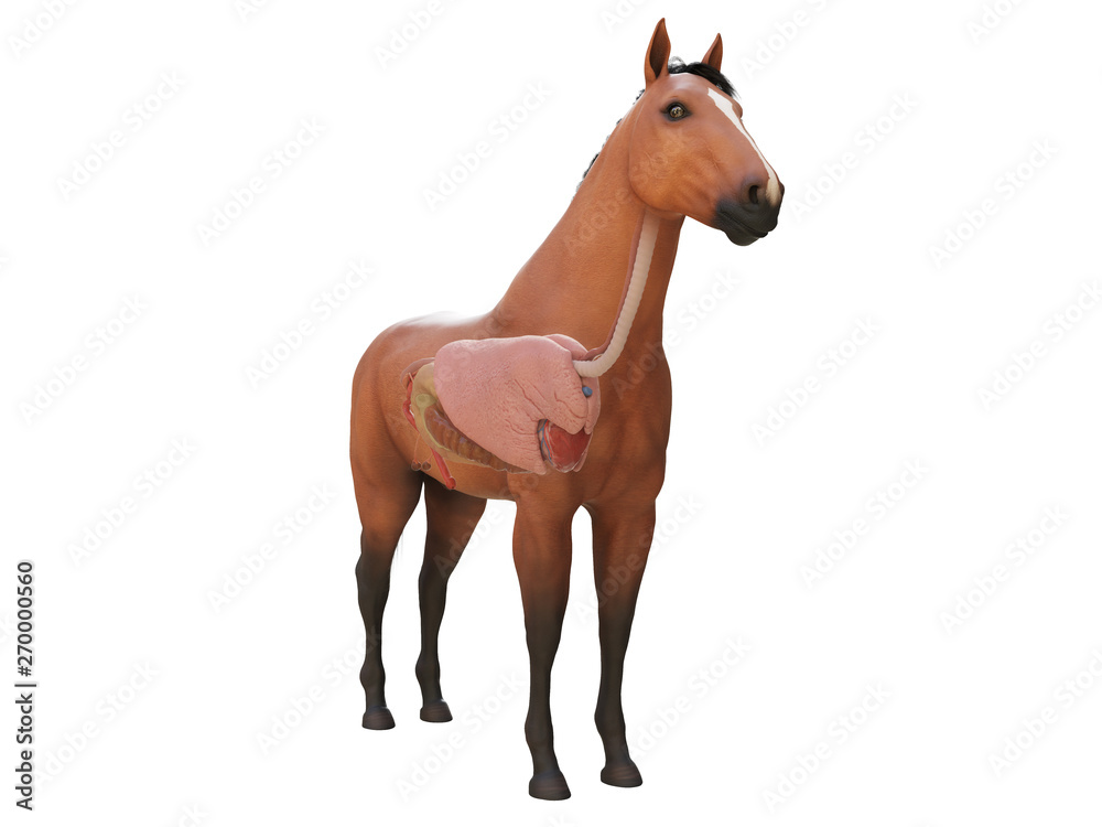Obraz premium 3d rendered medically accurate illustration of the horse anatomy - internal organs