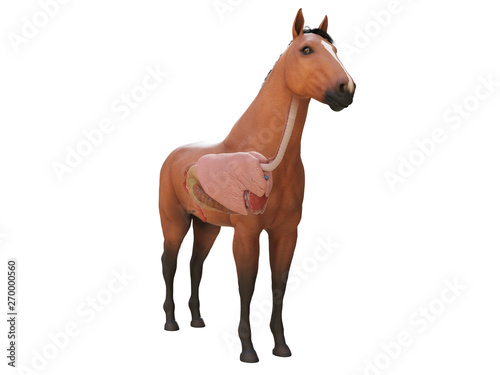 3d rendered medically accurate illustration of the horse anatomy - internal organs