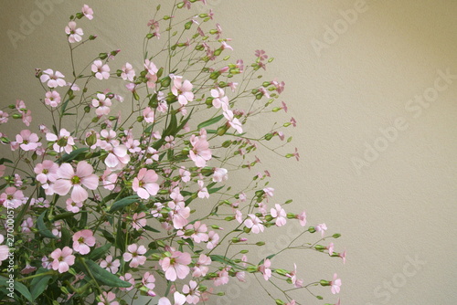                          - Pink gypsophila flower