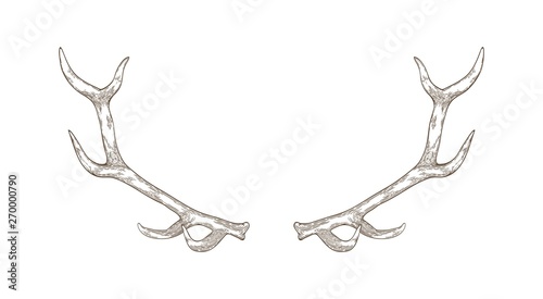 Elegant deer or reindeer antlers hand drawn with contour lines on white background