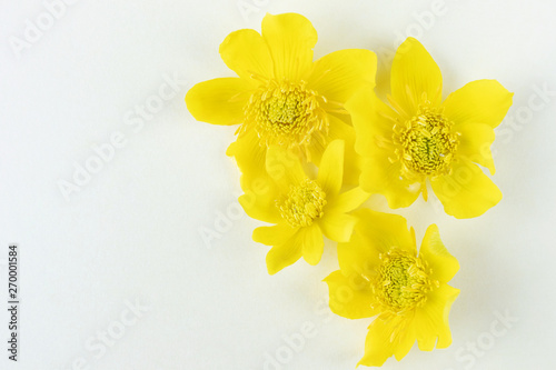 Summer flower concept - yellow buttercups close-up on a light background. Bright stylish macro photography. Minimalism, summer mood, harmonious combination of colors.