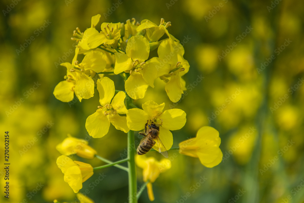 Bee with rape flower in the spring - rapeseed honey - bee collects nectar Bee with rape flower in the spring - rapeseed honey - bee collects nectar