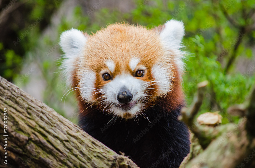 red panda