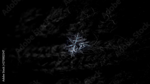 Real snowflakes at high magnification. Macro photo of snow crystals with elegant complex shapes, long thin arms and side branches