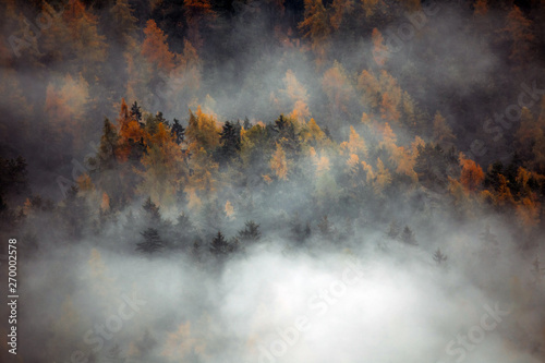 Forest with dense fog in the morning.