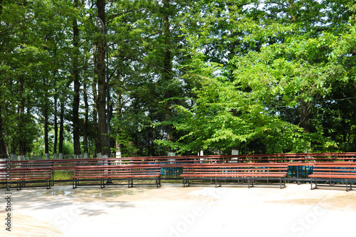 Wooden benches on the background of tall oaks