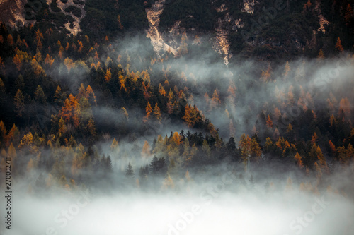 Forest with dense fog in the morning. © belyaaa