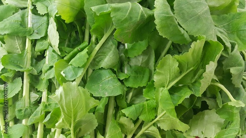 Close up view of lush green leaves of spinach vegetables. Vegetable background.