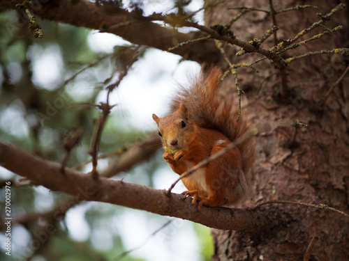 Red squirrel sitting on a tree branch in a public Park © pavelkant