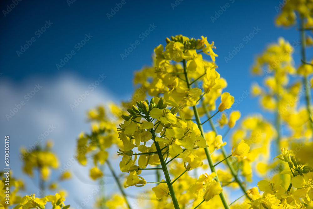 Magical fields of rape in May, cultivation - rapeseed, rapeseed oil, Poland Magical fields of rape in May, cultivation - rapeseed, rapeseed oil, Poland