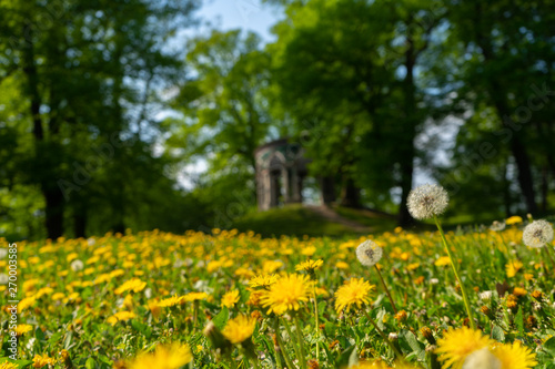 spring in the stockhoms park. dandelion in the grass. 