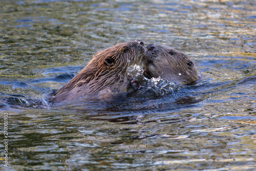 Beaver in a creek,Sweden