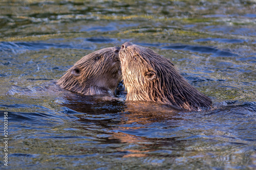 Beaver in a creek,Sweden