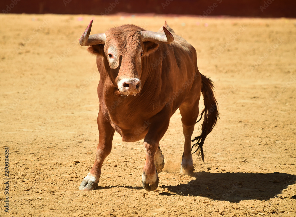 toro español en plaza de toros toro español en plaza de toros
