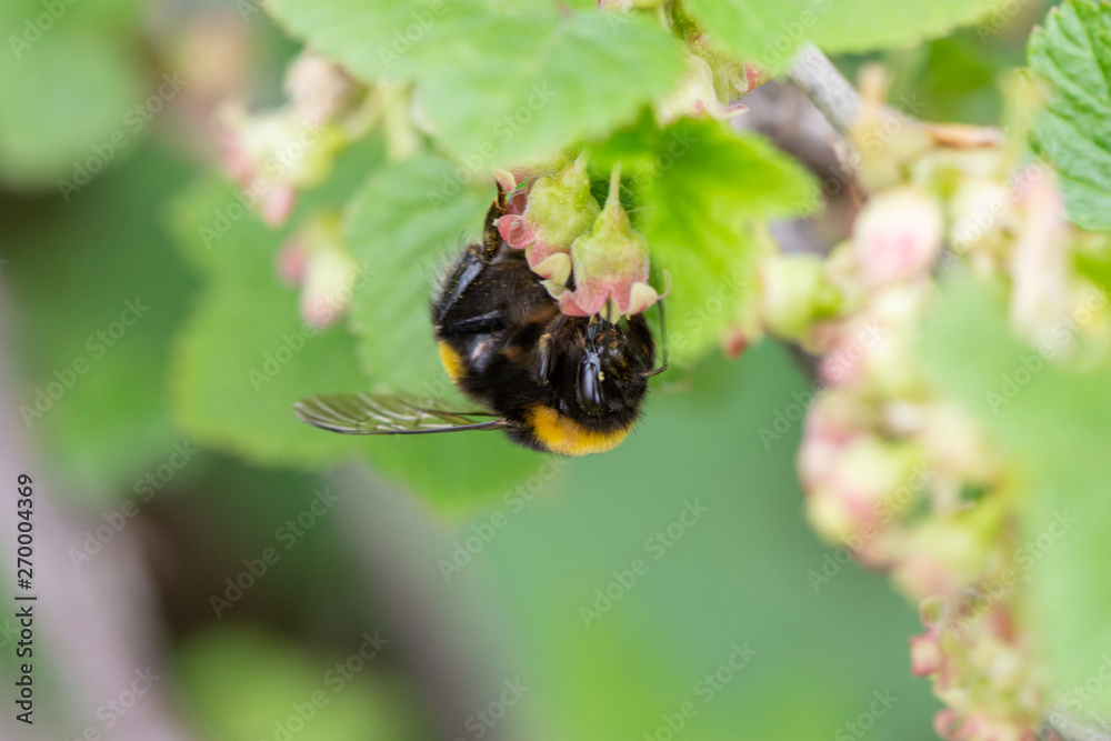 Striped bumblebee collects pollen on flowers of currant bush Striped bumblebee collects pollen on flowers of currant bush