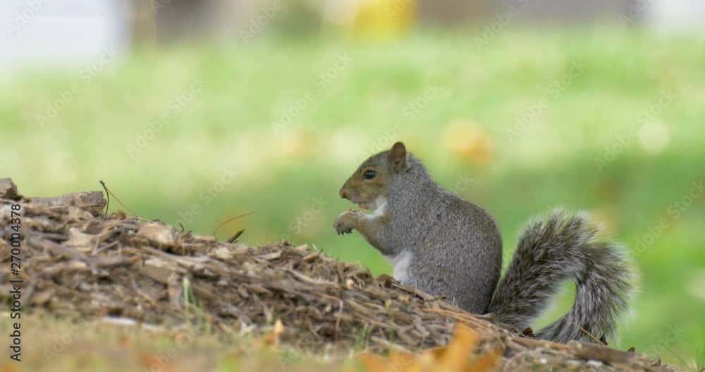 Grey squirrel feeding, Trinity Church, Manhattan, NY, USA Grey squirrel feeding, Trinity Church, Manhattan, NY, USA