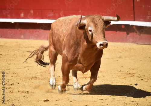 toro español © alberto