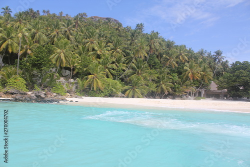 private island beach seychelles palm coconut sand sun