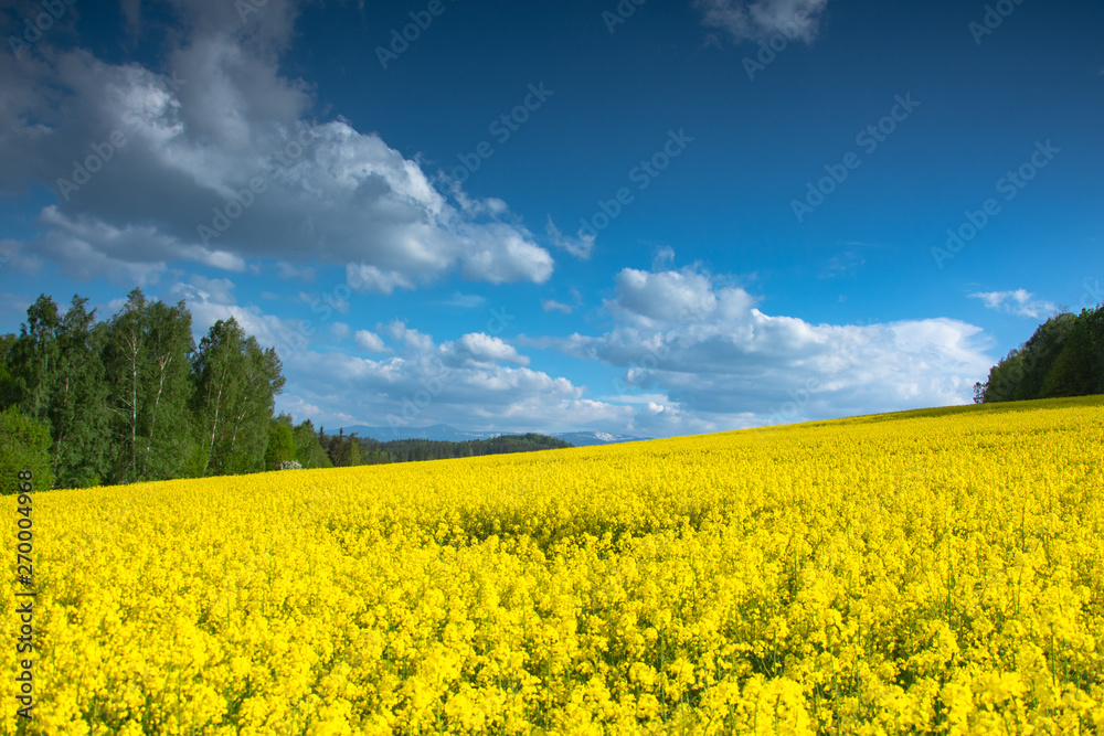 Magical fields of rape in May, cultivation - rapeseed, rapeseed oil, Poland Magical fields of rape in May, cultivation - rapeseed, rapeseed oil, Poland