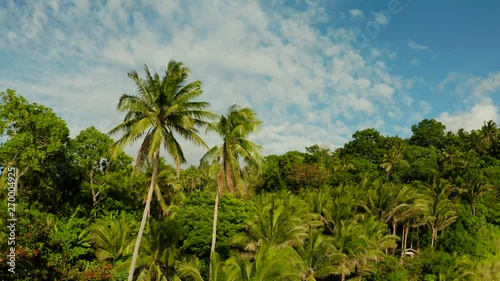 Wallpaper Mural Coconut palm trees with coconuts against the blue sky and clouds. Rainforest and green jungle in the Philippines. Torontodigital.ca