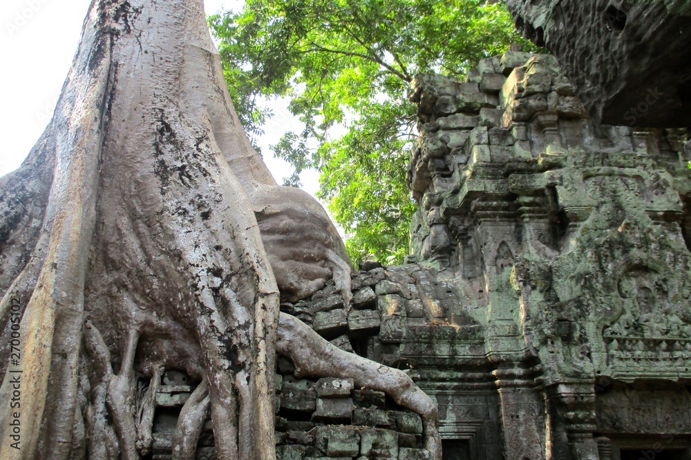 Cambodia Angkor Wat Ta Prom tree Classical picture