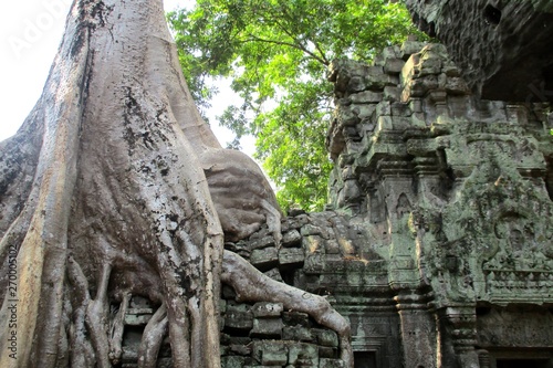 Cambodia Angkor Wat Ta Prom tree Classical picture
