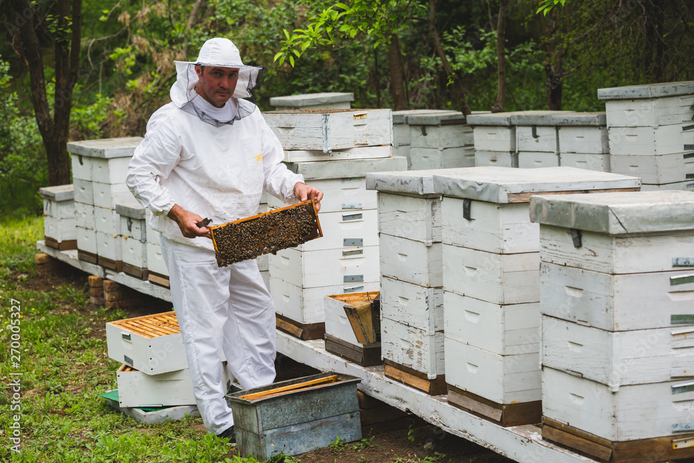 worker in protective wear opening the bees hive in apiary