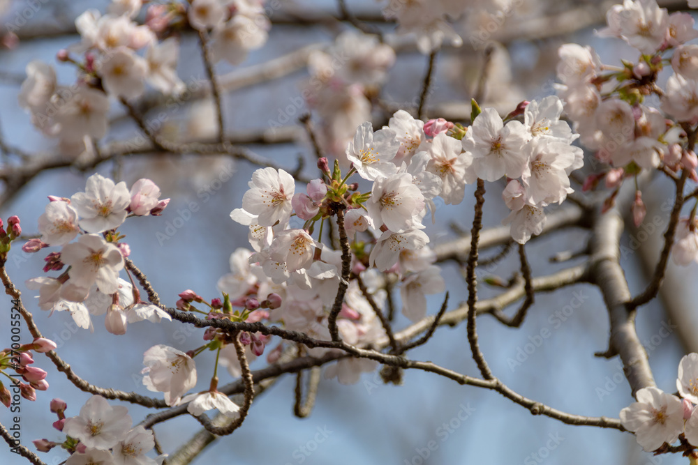 名護屋城の桜