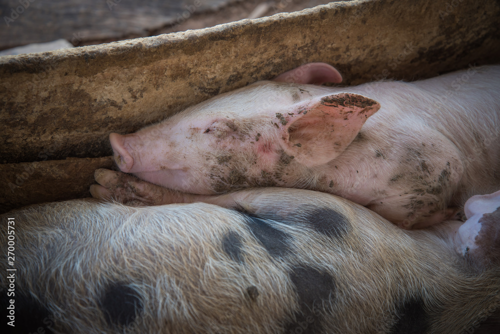 Cute little pig on cement ground in the traditional farm at breeding. Cute little pig on cement ground in the traditional farm at breeding.