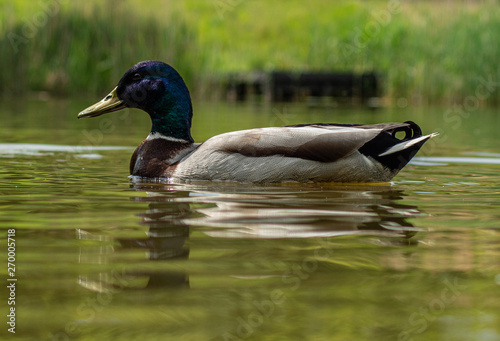 Large Male Mallard Duck Close Up View at Water Level photo