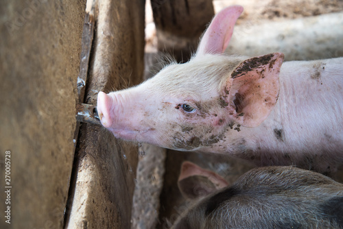 Cute little pig on cement ground in the traditional farm at breeding.