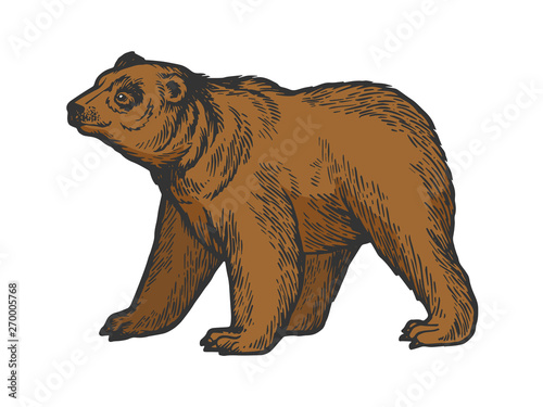 Bear animal goes on four legs color sketch engraving vector illustration. Scratch board style imitation. Black and white hand drawn image.
