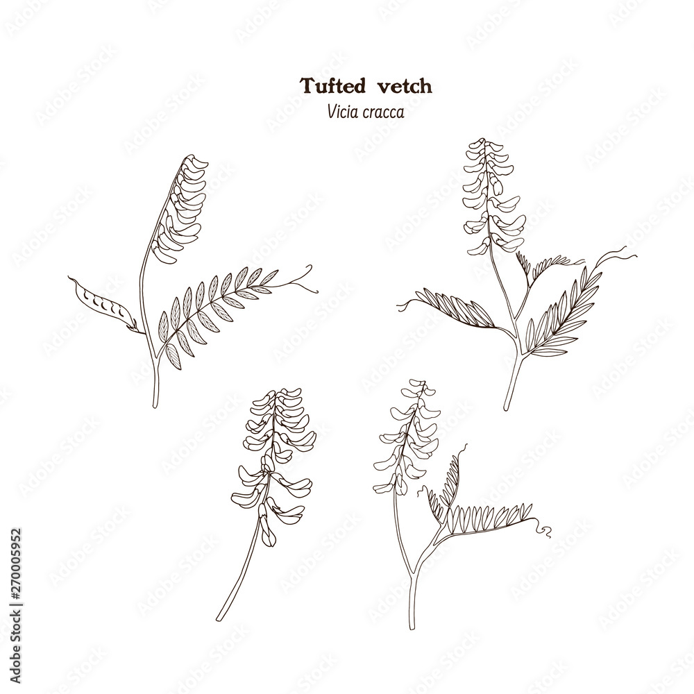 Fototapeta premium Vintage set of black and white illustrations of tufted vetch (Vicia cracca) with flowers, stems, leaves, beans - meadow and pasture plant for hay and forage for livestock.