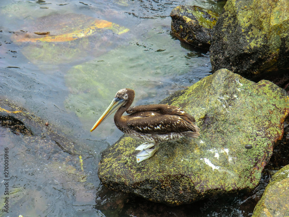 Pelican in San Antonio harbour in Chile Pelican in San Antonio harbour in Chile