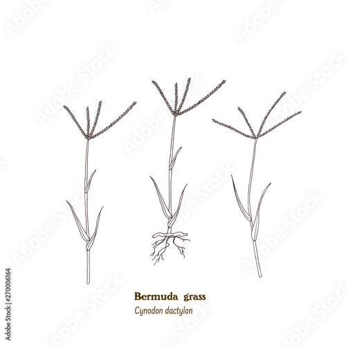 Black and white set of vintage style illustration of bermuda grass - Cynodon dactylon plant, forage, hay, and medicinal meadow and pasture herb.