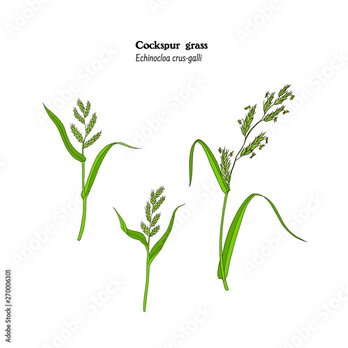 Botanical vintage style set of illustrations of cockspur grass - Echinocloa crus galli plant