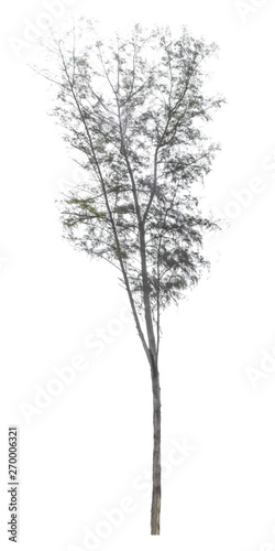 soft focust big tree thailand Pine tree tea leaf color on isolated white background