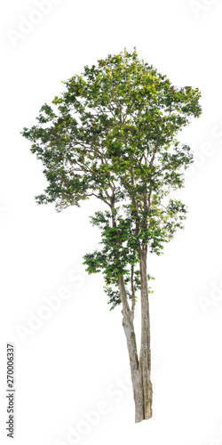 Isolated trees on white background