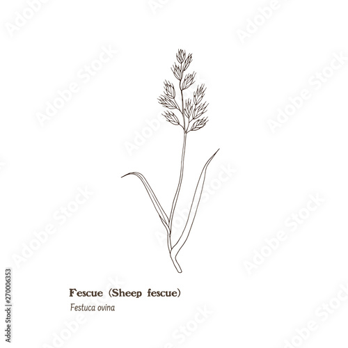 Black and white vector illustration of Festuca ovina (sheep fescue), meadow and pasture forage plant. photo