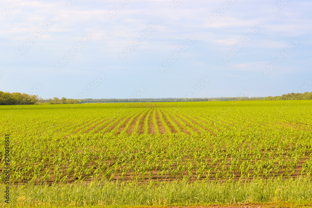 Smooth rows of planted crops. Green field Smooth rows of planted crops. Green field