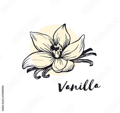 Vanilla flower sketch ink vector illustration