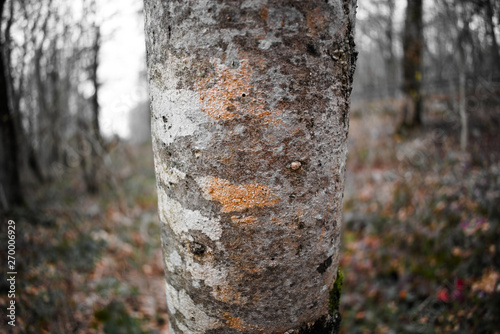 The tree trunk has a gray-white bark with orange spots. On the background of the decoration of autumn leaves and green grass.