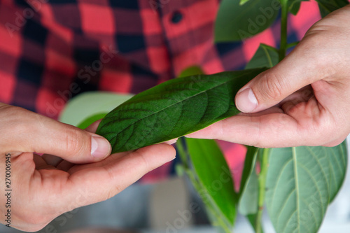 man takes care of avocado leaves at home