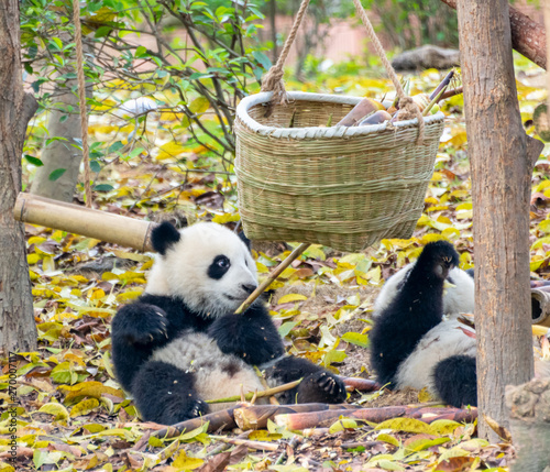 Two little pandas playing on the ground and gnawing bamboo shoots