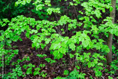 Lush green leaves of a linden tree on a branch.