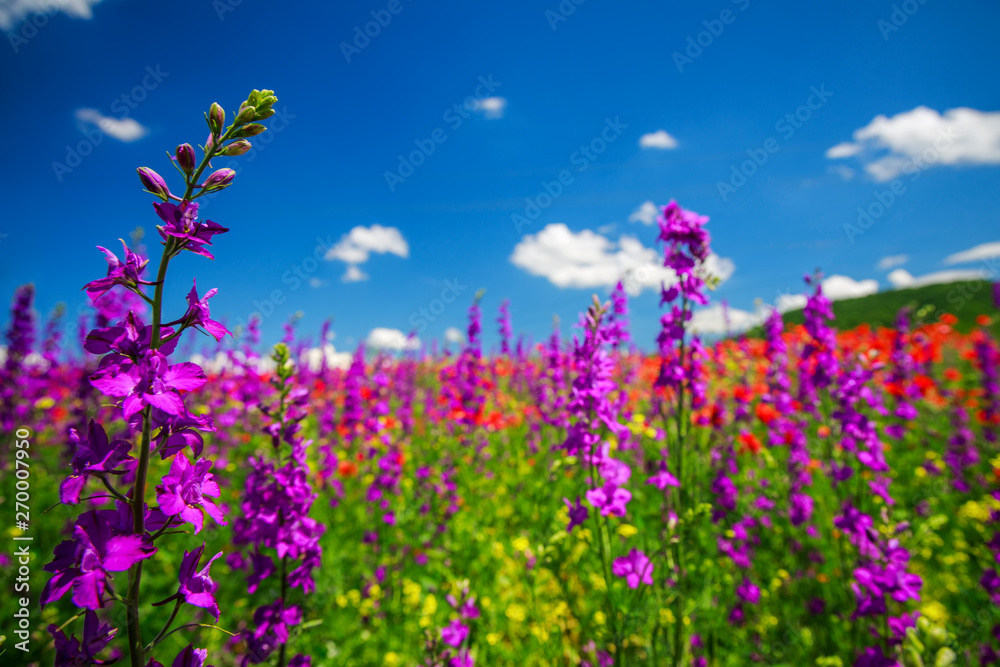 Spring landscape with red, pink and purple wildflowers on a meadow.