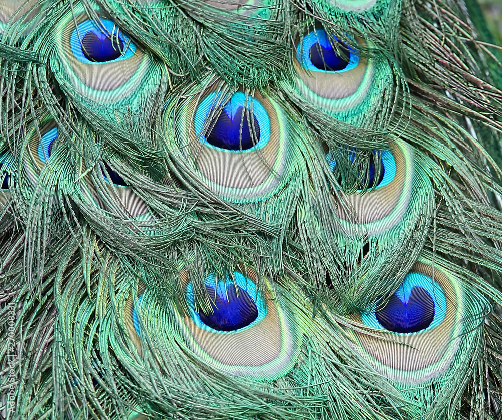 Fototapeta premium Close up of peacock feathers