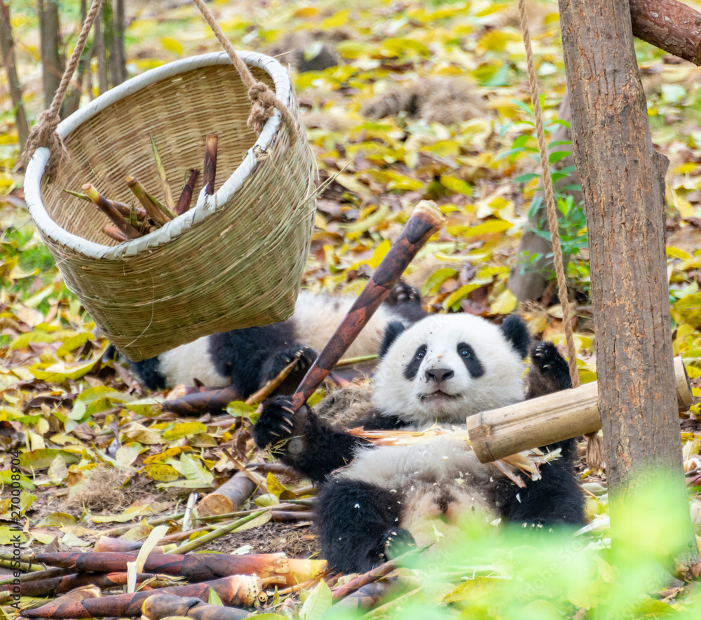 Two little pandas playing on the ground and gnawing bamboo shoots